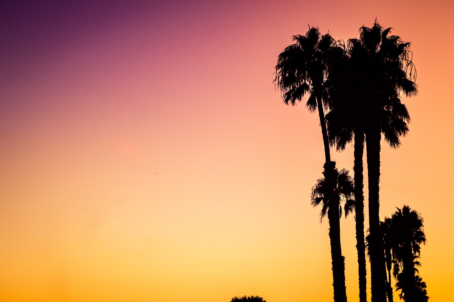 Where to Find the Best Sunset Views in Los Angeles