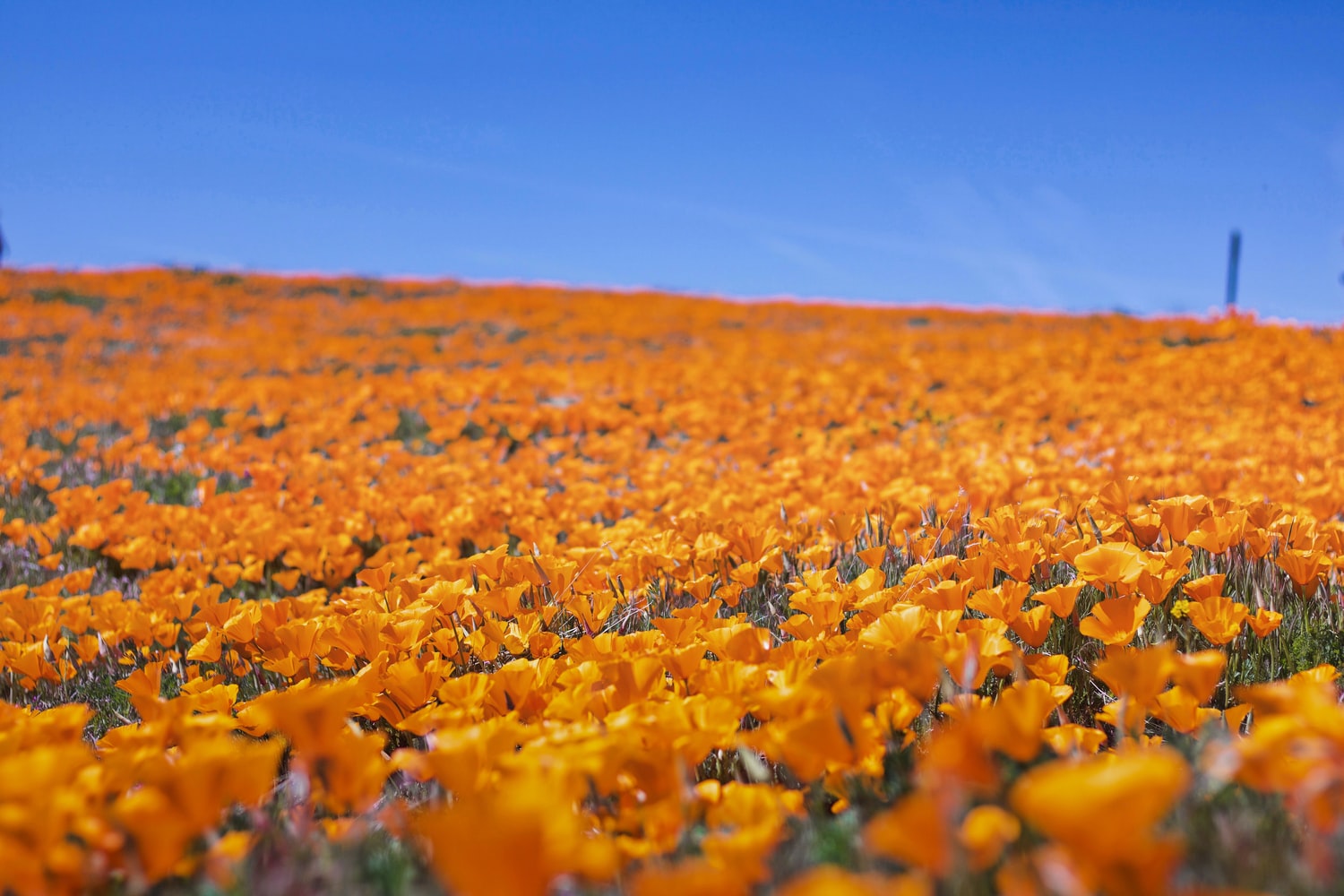Where To Find California Flower Fields Around Your NoHo Apartments