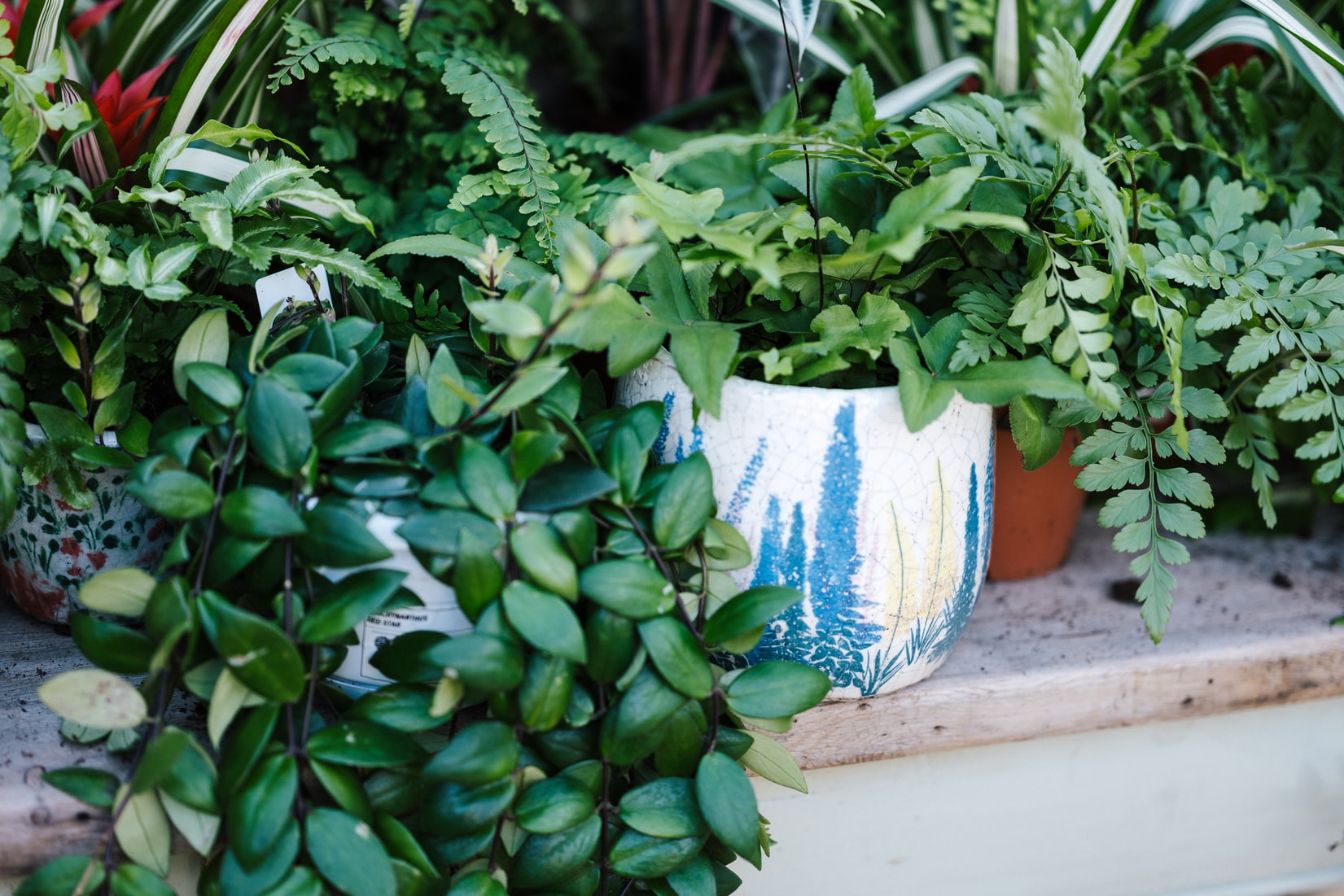 L+O Home Decor Guide: Indoor Gardening Tips for your Apartments