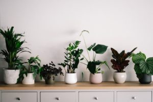 indoor gardening tips apartments in North Hollywood 